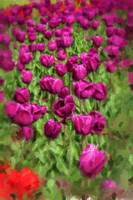 Purple Tulips I WP