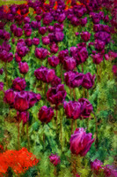 Purple Tulips I BIL