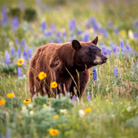 Bear in Wildflowers Photo