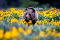 Grizzly in Balsamroot Field 2