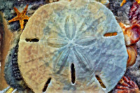 Sand Dollar CB