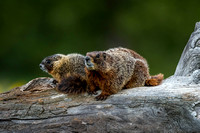 Marmot and Pup