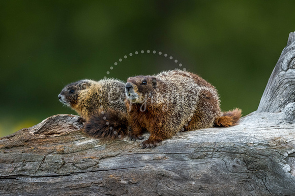 Marmot and Pup