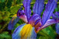 Iris Collection