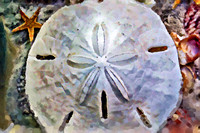 Sand Dollar OA