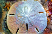 Sand Dollar PKL