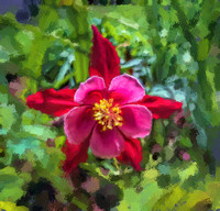 Red Columbine PP