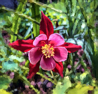 Red Columbine OA