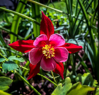 Red Columbine Photo