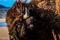 Bison II Photo