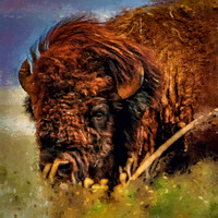 Bison I PKL