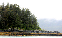 Coastline Trees Photo