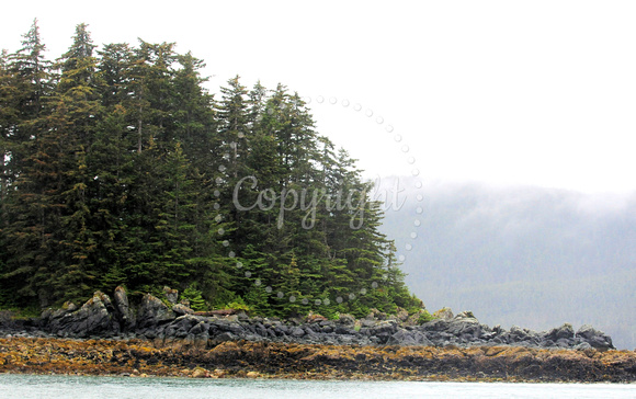 Coastline Trees Photo