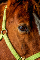 Horse I Photo