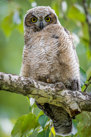 Northern Hawk Owl