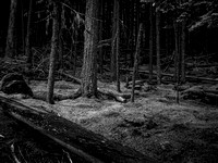 The Woods B & W