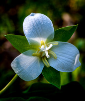 White Trillium