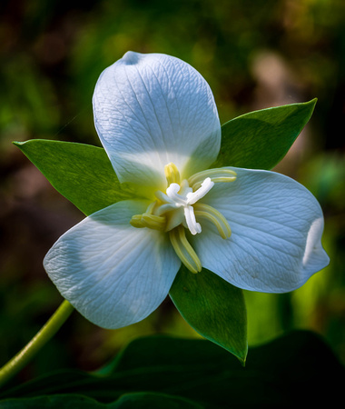 White Trillium