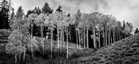 Fall Birch III B & W Photo