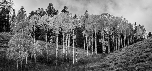 Fall Birch III B & W Photo