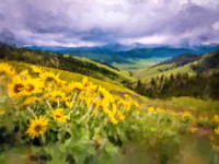 Arrowleaf Balsamroot, CSKT WP