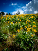 Arrowleaf Balsamroot, SCKT Photo