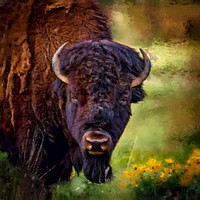 Bison in Balsamroot, CSKT Bison Range PKL