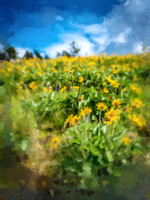 Arrowleaf Balsamroot I, CSKT WP