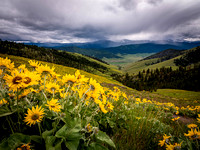 Arrowleaf Balsamroot, CSKT Photo