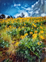 Arrowleaf Balsamroot I, CSKT CB