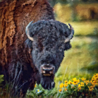 Bison in Balsamroot, CSKT Bison Range CB