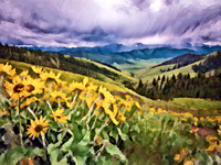 Arrowleaf Balsamroot, CSKT OA