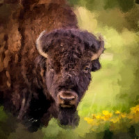 Bison in Balsamroot, CSKT Bison Range WP