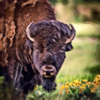 Bison in Balsamroot, CSKT Bison Range OA