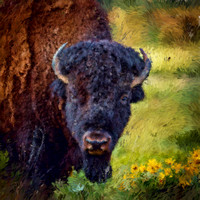 Bison in Balsamroot, CSKT Bison Range BIL