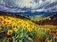 Arrowleaf Balsamroot, CSKT CB