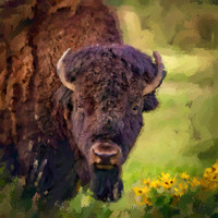 Bison in Balsamroot, CSKT Bison Range PP