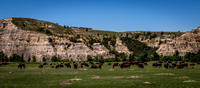 Bison and Prairie Dogs Photo