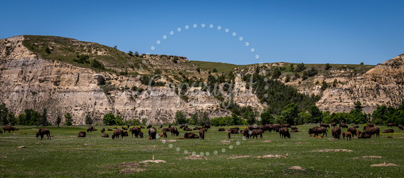 Bison and Prairie Dogs Photo