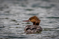 Common Merganser