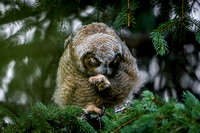 Northern Hawk Owl