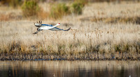 Sandhill Cranes Flying 7