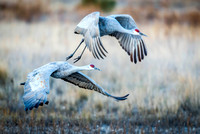 Sandhill Crane Flying 3