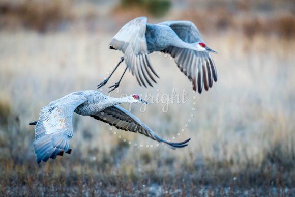 Sandhill Crane Flying 3