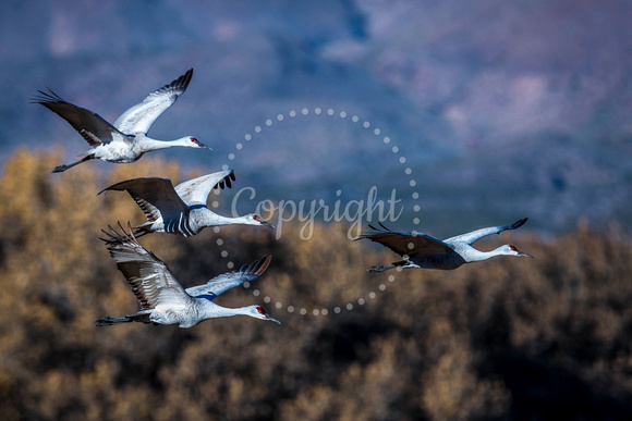 Sandhill Cranes Flying 14