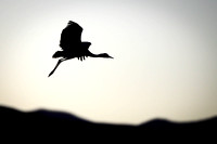 Sandhill Crane Silhouette 3