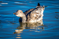 Snow Goose Drinking