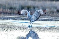 Sandhill Crane Landing 1