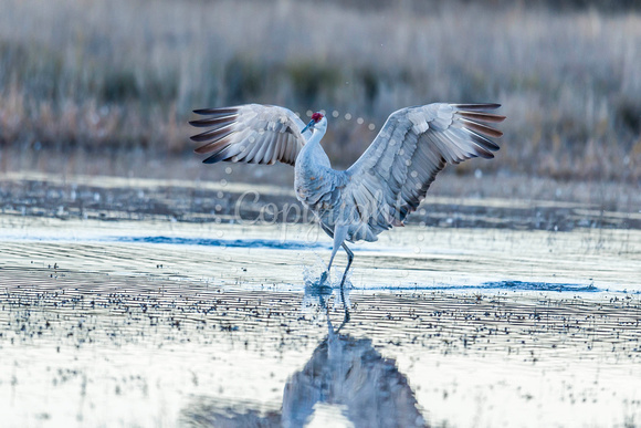 Sandhill Crane Landing 1