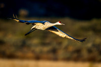 Sandhill Crane Flying 4